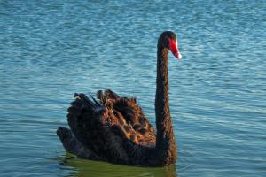 cisne-negro-covid19